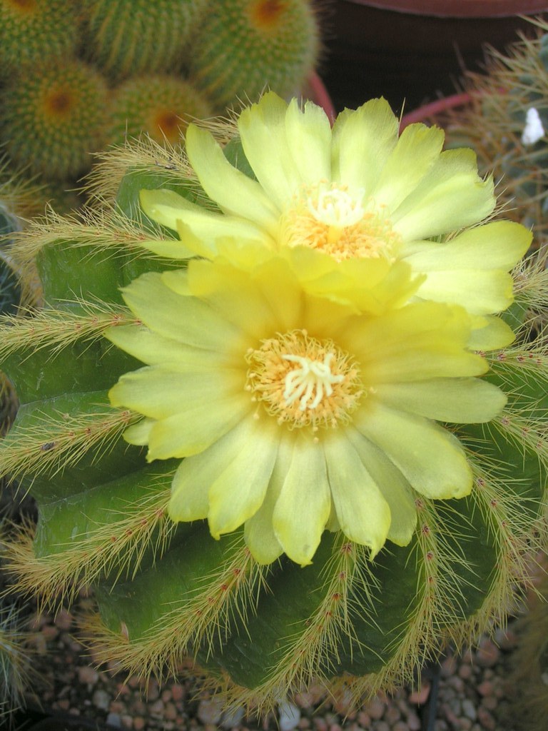 Eriocactus warasii